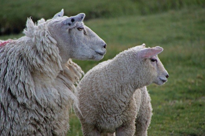 Jak chovat ovce na zahradě