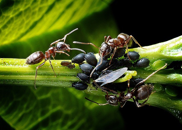 Jak vyhubit mravence na zahradě