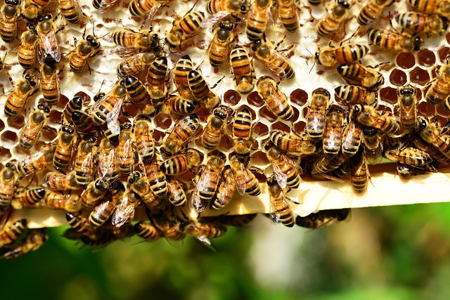 Jak začít včelařit