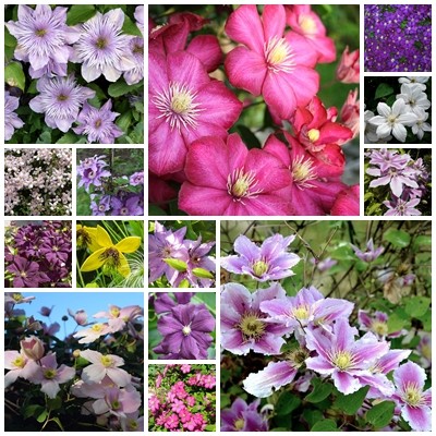 Clematis – návod k pěstování
