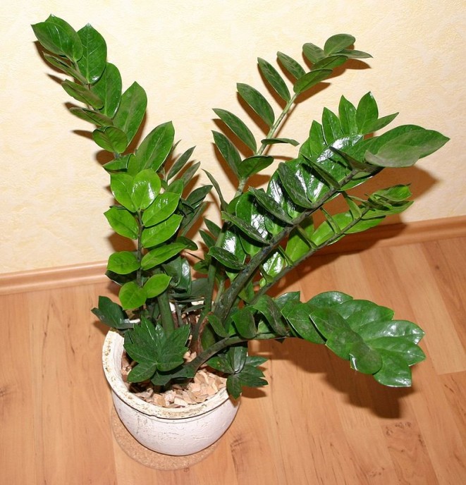 Zamiokulkas – návod k pěstování