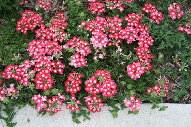 Verbena – jak ji pěstovat